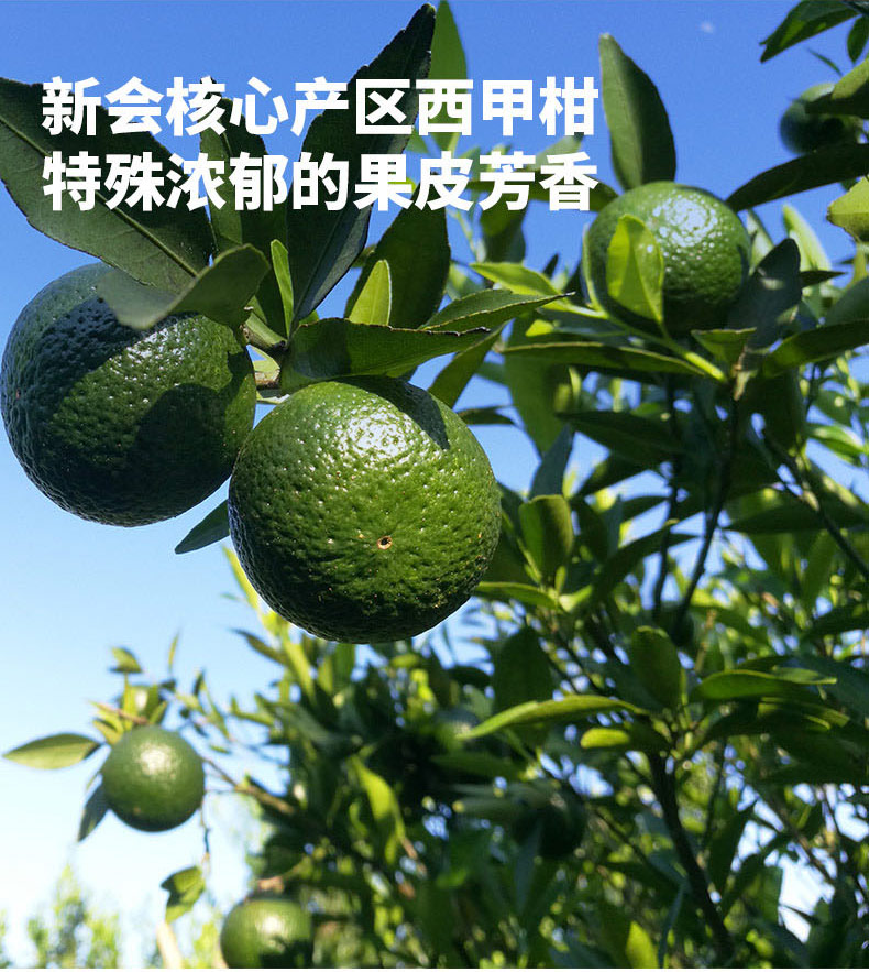 七颗装_08.jpg