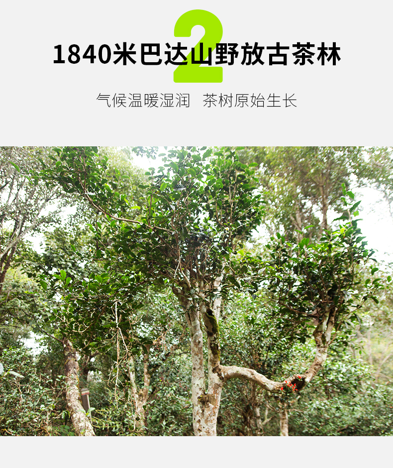 2018-柑普-250g-gx_14.jpg