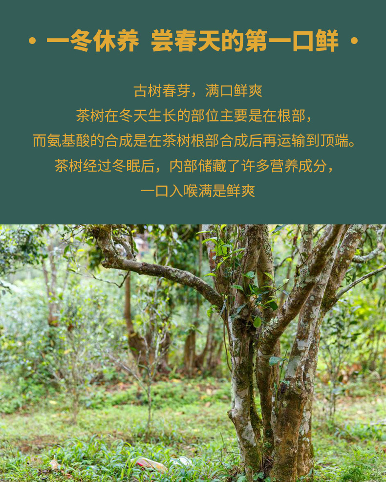 春景迈详情页_05.jpg