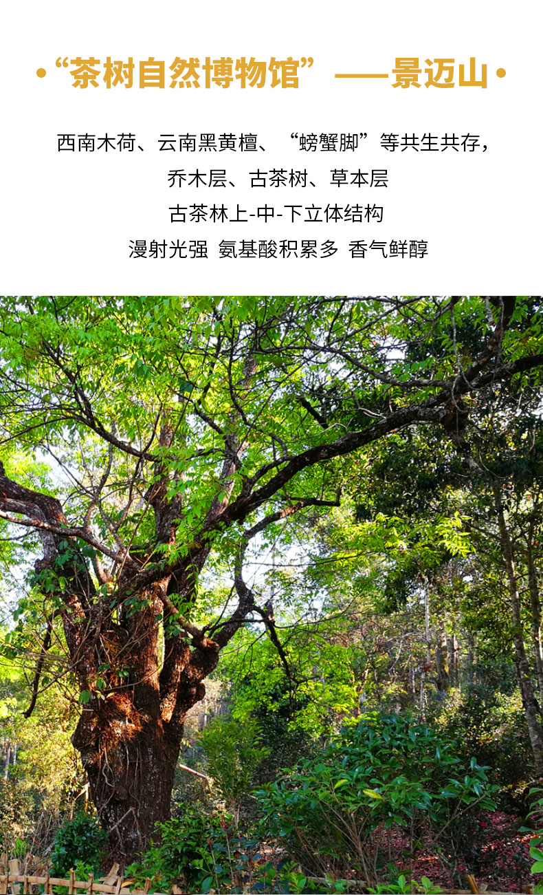 春景迈详情页_10.jpg