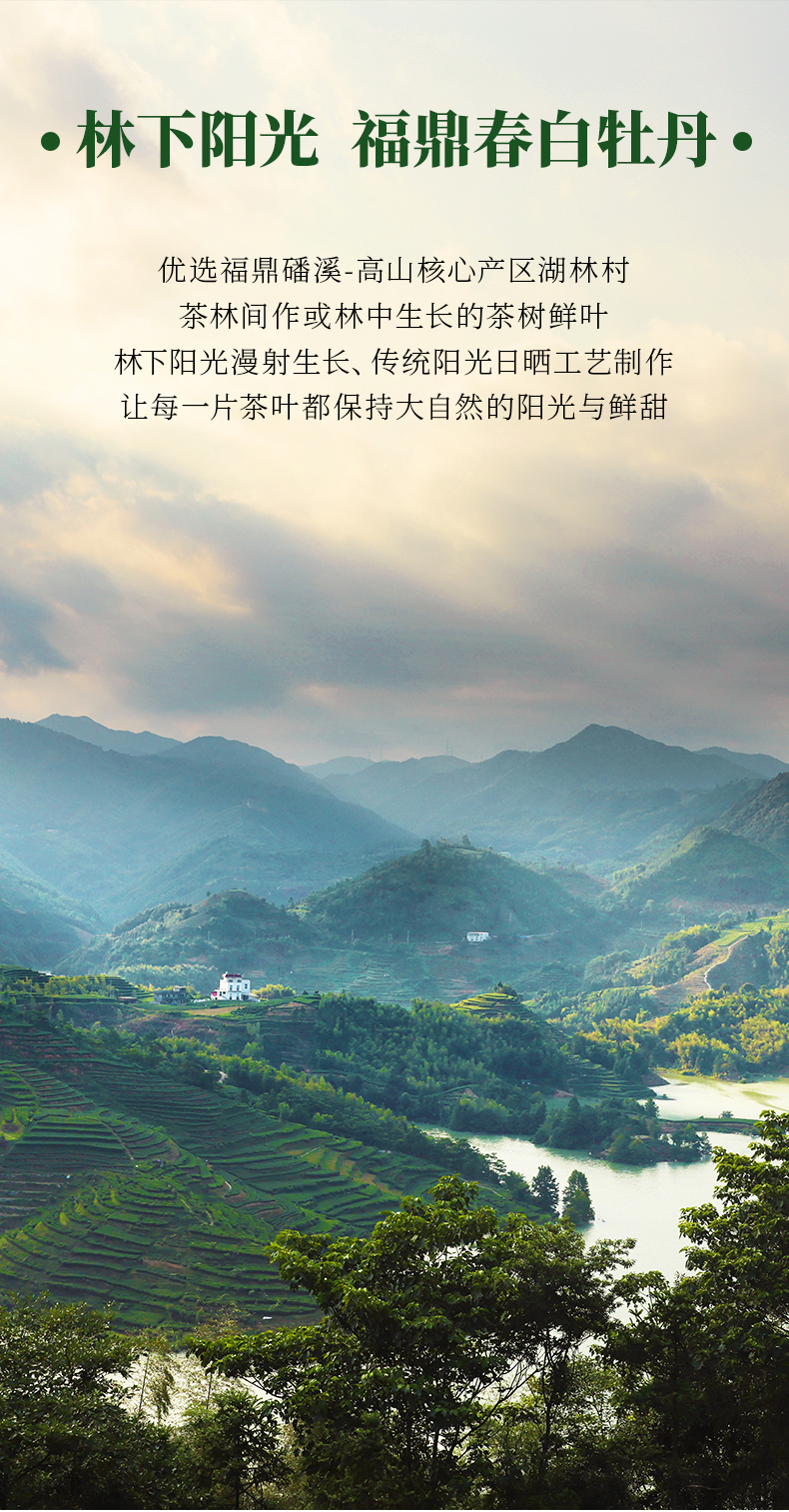 2019年白牡丹-详情页_04.jpg